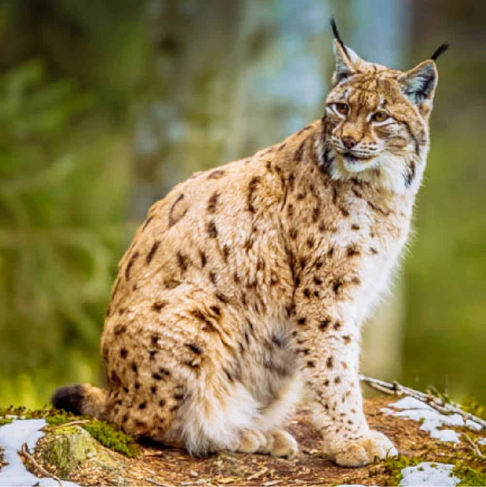 Cinematic Lightroom Filters for Nature