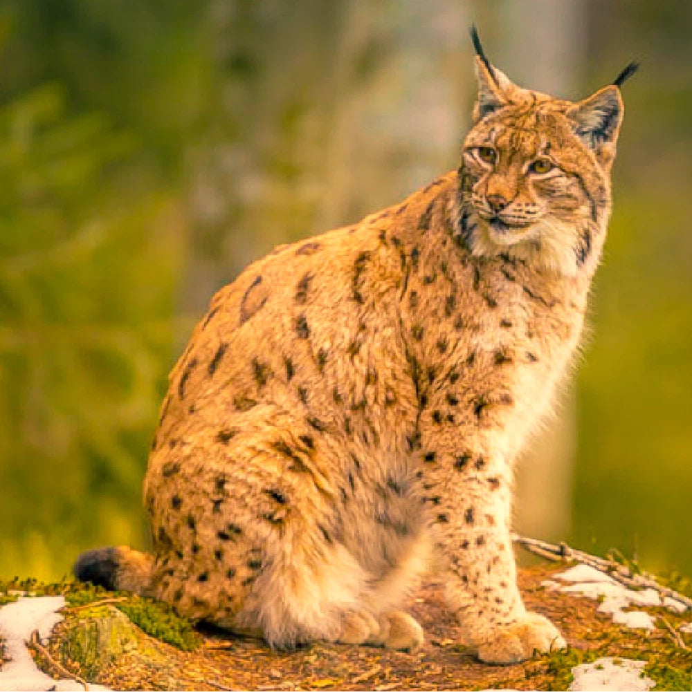 Forest Photography Lightroom Preset Pack