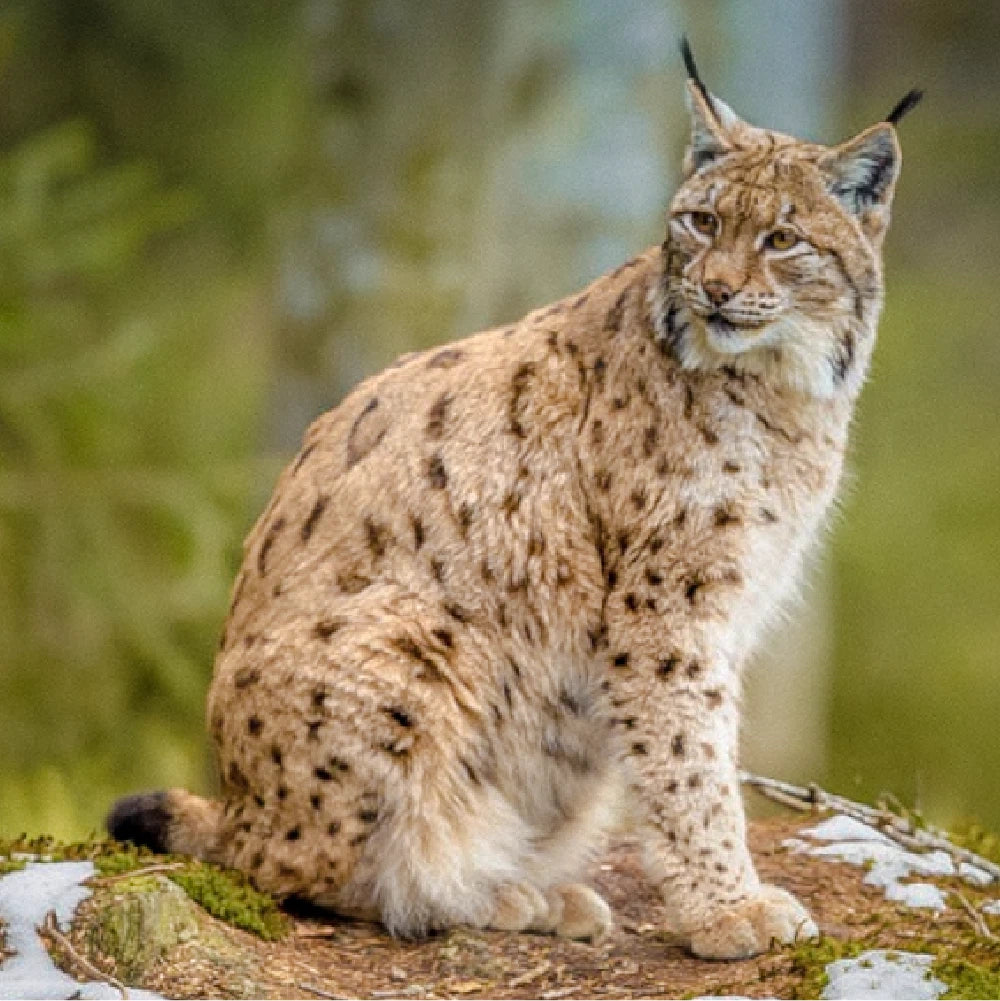 Lightroom Presets for Wildlife & Outdoors